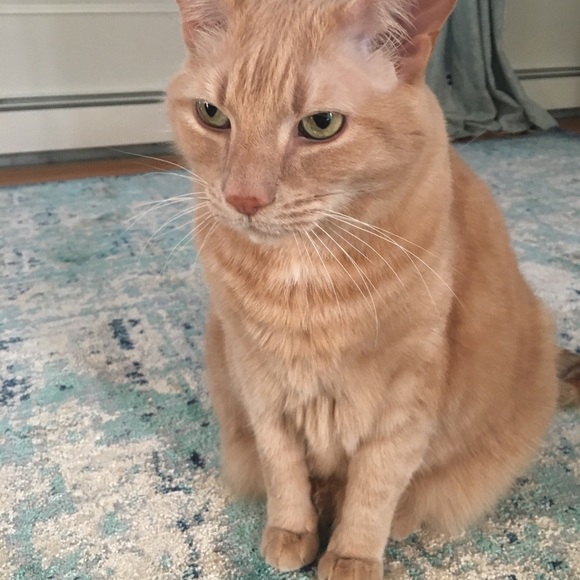 Meet your Posher, Emily - Picture 1 of 1